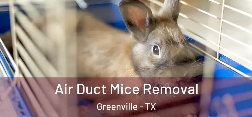 Air Duct Mice Removal Greenville - TX